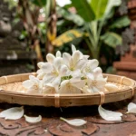 Gros plan de fleurs de jasmin de Bali blanches et fraîches posées sur un plateau en bambou tressé avec des pétales épars, atmosphère sacrée balinaise
