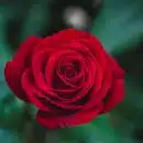 shallow focus photography of red rose