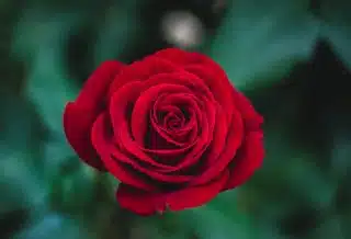 shallow focus photography of red rose