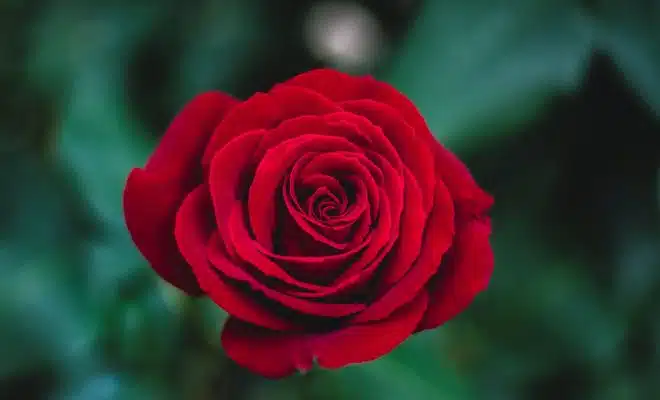 shallow focus photography of red rose